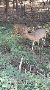 Deer Behavior 101: Antler Threat (4K) 🦌🦌‼️ #bucks #whitetail #antlers | The Wildlife Out There