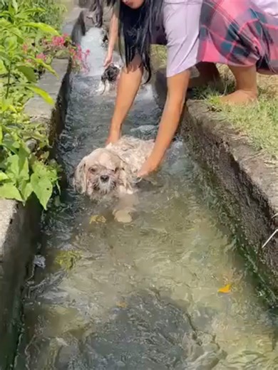 FORDA TAMPIS-AWWW ‘YARN? 🐾 Kinagigiliwan ang tatlong aso sa Laoag City, Ilocos Norte na mahilig maligo. Kapag may nakita silang tubig, agad silang naliligo o nagtatampisaw. Kahit ang mga irigasyon ay hindi nila pinalalampas para lamang makapagbabad sa tubig. Dahil sa hilig nilang ito, madalas silang isama ng kanilang fur mom tuwing pumupunta sa beach. | via Dennis Gabriel Alipio/Stringer #gmanews Courtesy: Leilanie Gaspar Adriano