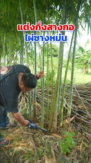 Pruning and thinning clumps #Phi Tom Organic Agriculture #Bamboo Sang Mun #Cordless chain saw #Ch...
