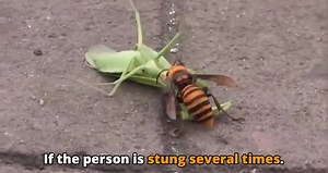 Giant Murder Hornet vs Mantis