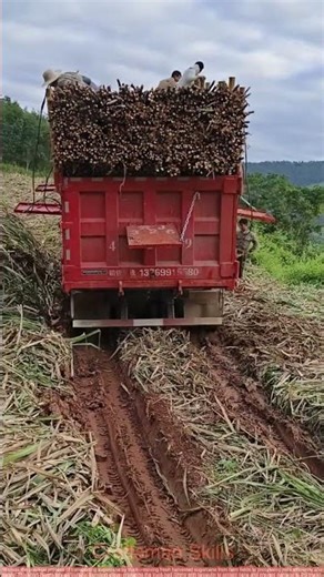 Truck Sugarcane Transportation: Full Process from Field to Factory