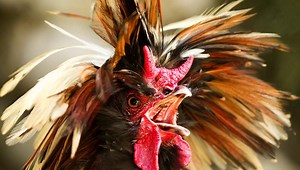 Chicken Noises: How to Understand What They Mean -