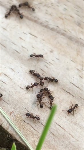 Sugar ants battle it out with rival ant #ants #insects #nature #buglife