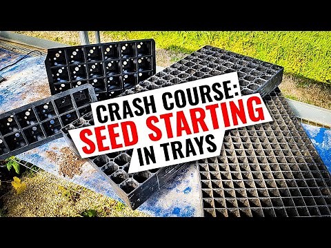 The SECRET to Starting Seeds In Trays!