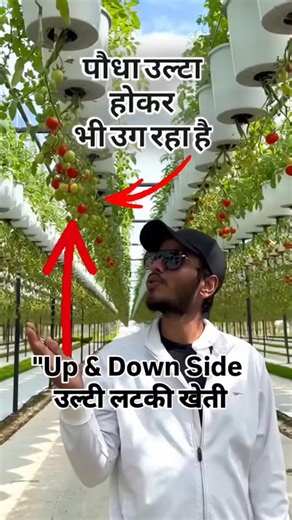 Caption “Up And Down Side (उल्टी लटकी खेती) = Hanging planter Vertical NFT tower.” “पौधा उल्टा लटककर भी ऊपर बढ़ता क्योंकि phototropism/gravitropism उसे light की तरफ मोड़ देता। Vertical NFT में असली खेल: continuous flow, slope और algae control—यहीं 90% लोग फेल होते।” � nabt.org 3 Hashtags � #UltiKheti #VerticalFarming #NFTSystem #RoomFarming #BalconyFarming “up and down side farming demo, hanging upside-down planter with vertical NFT tower setup in a small room” | Thakur RK Singh