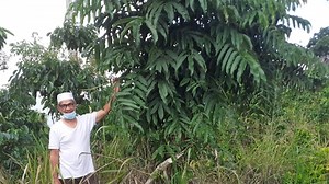 DULU Tak Dilirik, Kini Malah Diburu, Daun Sungkai Penurun Demam: Dipercaya Tangkal Covid-19 - Sripoku.com