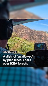 #WATCH | The highly anticipated opening of Swedish furniture company IKEA in New Zealand comes as a rural community worries about the fire risk from pine plantations. Since 2020 IKEA has converted six Central Hawke's Bay farms into pine forestry, which they believe makes them the largest forestry owner in the district. Porangahau farmer James Hunter took RNZ reporter Alexa Cook up in a helicopter to see the extent of the land use change in Hawke's Bay. Full story. ⬇️ | RNZ