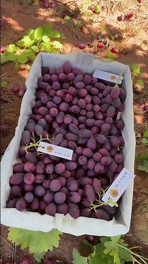 You Won’t Believe How Many Grapes This Tree Produced 🍇