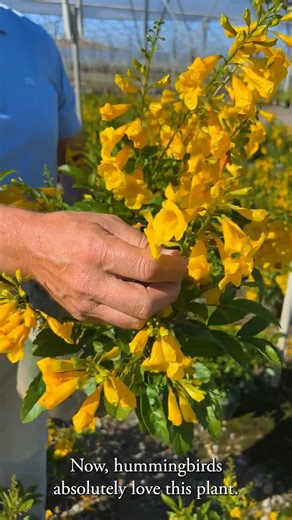 What thrives in blazing heat, blooms nonstop, and brings all the hummingbirds to the yard? ⭐️ Gold Star™ Esperanza ⭐️ Add summer sun sizzle straight to your garden with this fast-growing, golden-blooming beauty. Heat and humidity? No problem–from patios that roast in the afternoon sun to containers you meant to water (oops)—this one can take it. Zone 9-11 💡 Tip: Give it a light trim after blooming and enjoy another round of flowers 🌼 #monroviaplants #summergarden #gardeninspiration #pollinator