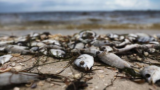 Red tide devastates coastal communities and marine life, but what is it?