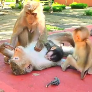 291K views · 5.8K reactions | Monkey Lora Pull & Throw Her Baby On The Ground | Delilah Cline | Facebook