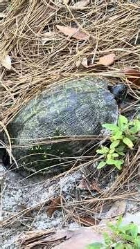 Turtle Laying Egg!!!!