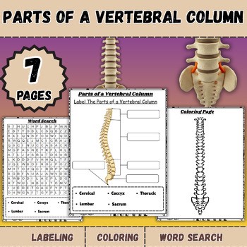 Parts of a Vertebral Column| Labeling Worksheet, Skeletal System, Spine Anatomy