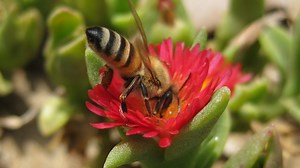 Diet affects pesticide resistance in honey bees | Penn State University