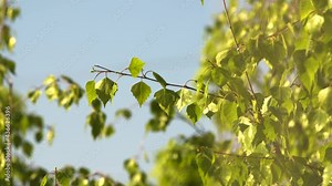 Walk in the spring forest. Amazing freshness away from cities. Young growth begins to break through. A beautiful play of light through the foliage.