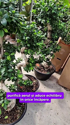 Ficus Bonsai Ginseng (formă spiralată)🌳