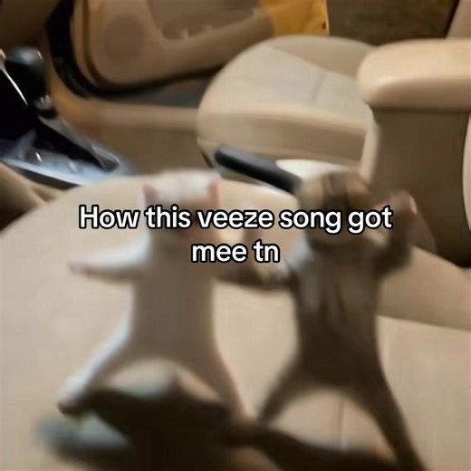 #giftok #funny #animals #veeze #fypシ | Veeze