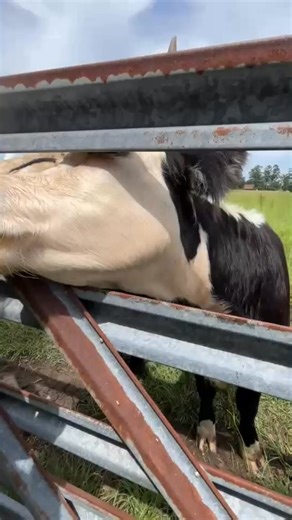 🌱 On #MakingItGrow, we’re heading to Livingston Farms - Woodford, SC. While there, Jordan Hodgens introduces us to her adorable mini-cows. 🐮💚 📺 Tune in Tuesday at 7 p.m. on SCETV! | Making It Grow
