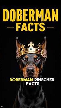 DOBERMAN PINSCHER FACTS 101 ✅ Top Dog Breed Information Guide & Fun Training Tips You Need to Know!