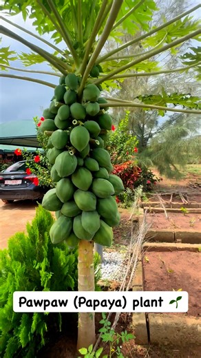 63K views · 671 reactions | The best trick for a high-yield papaya tree is a solid prune ✂️ I'm trimming today to ensure better air circulation and stimulate side growth, which means a much heavier, healthier harvest this season... Make space for planting fruit trees in your home and thank me later ❤️華六‍ #beinspired #growwhatyoueat #papayatree #fruits #diy #garden #reelsfyp #reelsvideo #fblifestyle | Fusheini Adams | Facebook