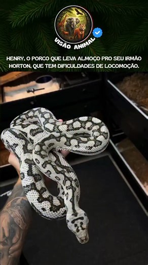 VISÃO ANIMAL 🦏🦅🐳 on Instagram: "Você sabia? A Pitón-carpete (Morelia spilota) recebe esse nome devido ao seu padrão de escamas complexo, que se assemelha a um tapete oriental. Esta serpente é uma exímia escaladora, utilizando sua cauda preênsil para se fixar em galhos enquanto caça. Por ser uma constritora, ela não possui veneno e utiliza sua força muscular para dominar presas, sendo uma das espécies mais adaptáveis e visualmente impressionantes da Oceania. Siga a página @visao_animal para ad