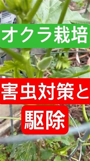 [Okra cultivation] Pest control measures taken #homegarden #okra
