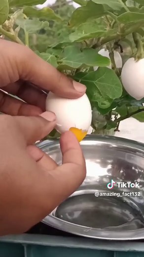 How to plant egg tree #foryou #fypシ #foryoupage #goviral #CapCut #capcut #viralvideo #dubai #dubai #video #tiktok #govirall #trending #grow #standwithkashmir #pakistanzindabad @TikTok @TiktokPakistanOfficial @TikTok Trends @TikTok for Business
