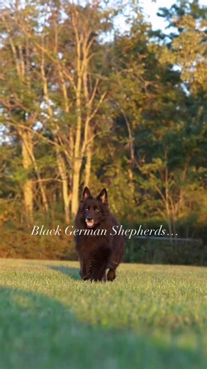 2.7K views · 6.8K reactions | This is one of our long coat GSD males. He has been with our program for some years now, but he is currently looking for his forever home. We want a loving pet home for him, as he is a very sweet and gentle giant. You will not meet a more incredible dog. Dm me for info on this guy. I will be posting vids of him in stories throughout the day ❤️ #blackgsd #blackgermanshepherd #longcoatgsd #longcoatgsd #blackgsd #blackgsdpuppy | Lionheart Shepherds | Facebook