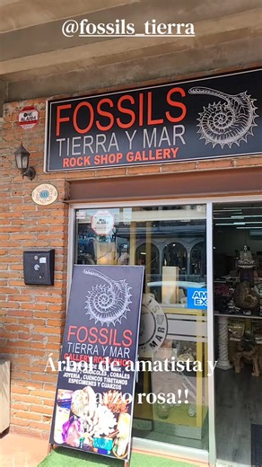 #fossilstierraymar #fyp #amatista #ensenada