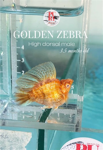 Golden Zebra male💪🏻#mollyfish #ปลาบอลลูน #thailandmolly #purifisharea #goldenzebramolly