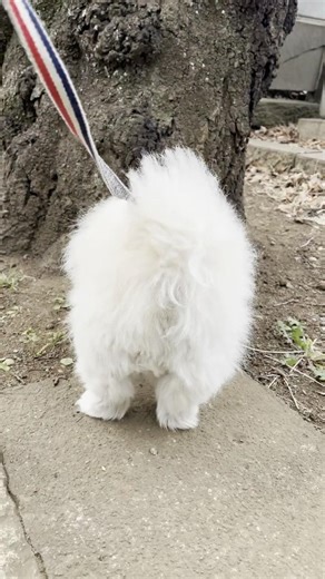 Rolling Walk ＜ Back View #pekingese #mogutongue #blep