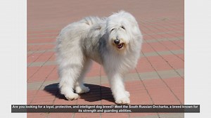 Meet the South Russian Ovcharka: The Ultimate Guardian Dog