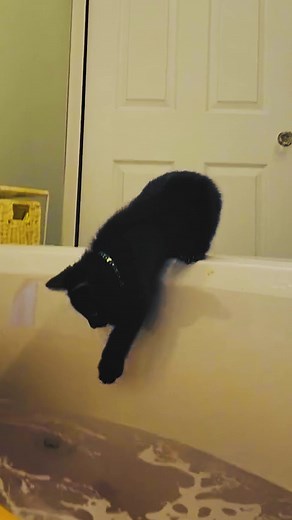 Episode 18 | 😂😂#animals #pet #cat #dog #dogsoftiktok #catsoftiktok #viralvideo #viral #cats #dogs #funny #pets #funnyvideos #🤣🤣🤣 #🤣