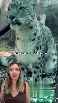 Why does the snow leopard flee from humans instead of attacking?