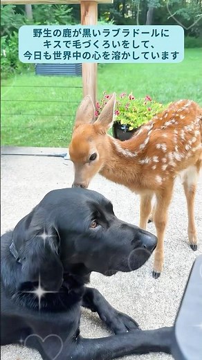思わず笑顔になる可愛くて面白い動物動画集