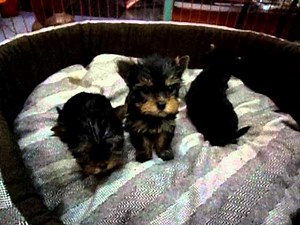 ΓΙΟΡΚΣΑΙΡ ΤΕΡΙΕ ΚΟΥΤΑΒΙΑ - YORKSHIRE TERRIER PYPPIES