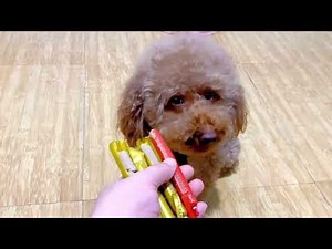 A scene captured by the security camera! The owner asked Pipi to help get something, and Pipi rem...