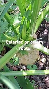 How and when to harvest Celeriac or Celery Roots September 22, 2024