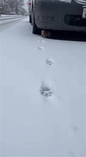 Rescue Story: A Heartfelt Animal Footprint Journey