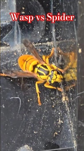 Wasp versus Spider!