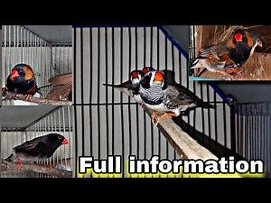 Zebra Finch Care 10: Full Information and Tips 😍