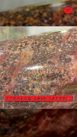 𝙇𝙚𝙤𝙥𝙖𝙧𝙙 𝙎𝙠𝙞𝙣 𝙅𝙖𝙨𝙥𝙚𝙧 𝙛𝙧𝙚𝙨𝙝𝙡𝙮 𝙘𝙤𝙧𝙚𝙙 𝙪𝙨𝙞𝙣𝙜 𝙤𝙪𝙧 𝙘𝙤𝙧𝙚 𝙙𝙧𝙞𝙡𝙡 𝙢𝙖𝙘𝙝𝙞𝙣𝙚! 👉 https://hplapidary.com/collections/core-drills If you were to cut this again, what would you create—a sphere, a cabochon, or something else? Tell us your ideas in the comments! Follow us for more lapidary videos and inspiration. Facebook: 👉https://www.facebook.com/highlandparklapidary/ Instagram: 👉https://www.instagram.com/hplapidary/ Youtube: 👉https://www.youtube.com/@highl