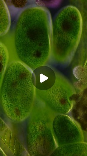 My Microscopic World on Instagram: "Another crowded day in the microworld. These green blobs are single celled organisms known as frontonia (f. vernalis). Their green color comes from their symbiotic relationship with algae living inside the cell. This provides the frontonia with oxygen from the algaes photosynthesis. At the same time the algae enjoy the waste products from the frontonias metabolism. A lot of unicellular organisms, like this one, mainly feed on bacteria, but frontonia are capabl