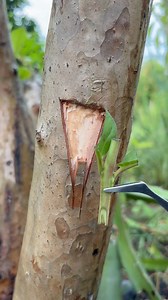 477K views · 3.3K reactions | Best grafting techniques | guava grafting. #grafting #garden #guava #fruits #trees #reels #asmr #videoviralシ | Cha Garden | Facebook