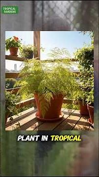 Foxtail Fern | Plant Care Tips | Gardening Tips with Hariesh