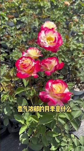 Master Common Rose Varieties: A Quick Guide