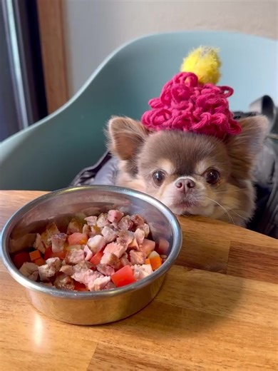 The Ultimate Lap Dog Companion” If you love cuddly dogs, our Chihuahua pups are the perfect match. Fun fact: They are natural heat-seekers—they love warm laps, soft blankets, and cozy sweaters. Their size makes them ideal for apartments, small homes, or anyone wanting a loyal companion who barely takes up space but fills the whole heart. Your new best friend is waiting! Message for details. #chihuahua #lapdog #chihuahuaofinstagram #adoptapet #fypシ゚viral