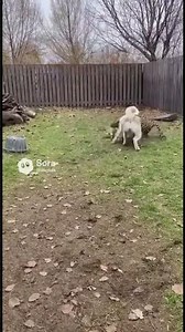 Leopard Grabs Puppy — Alabai Dog Attacks and Saves It | Real Backyard Footage #animals #ytshorts