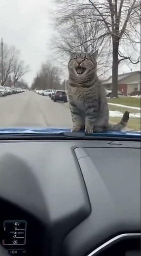 Cat on Car Hood Gets Shocked by Horn—Hilarious Reaction