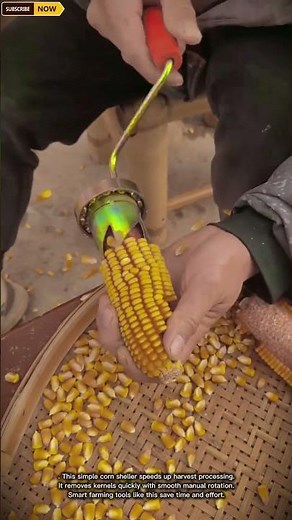 Practical & Time-Saving Corn Sheller Tool for Fast Kernel Removal and Grain Processing in Farm
